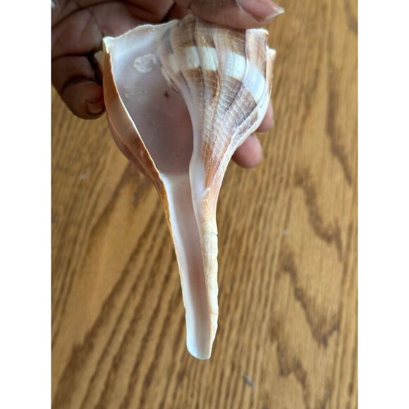 Pair Of Natural Ridged Seashells Sinistrofulgur perversum the lightning whelk - Picture 5 of 14